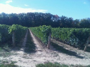 wine field